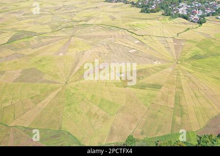 Drohnenaufnahme aus der Vogelperspektive auf das Spinnennetz-Reisfeld in Ruteng auf Flores mit Bäumen und Häusern an den Rändern. Stockfoto