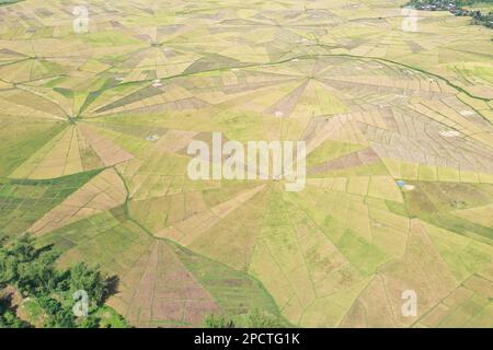 Drohnenaufnahme aus der Vogelperspektive auf das Spinnennetz-Reisfeld in Ruteng auf Flores mit Bäumen und Häusern an den Rändern. Stockfoto