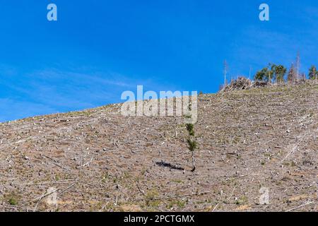 Impressionen aus Ilsenburg Harz und Umgebung Stockfoto