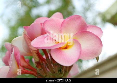 Ein Haufen wunderschöner weißer rosa Plumeria oder Frangipani-Blumen Stockfoto