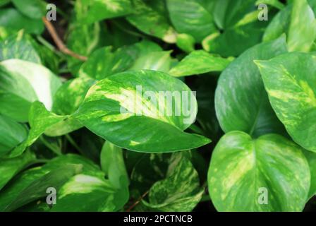 Nahaufnahme der im Garten wachsenden Pflanzen der grünen TeufelsIvy Stockfoto