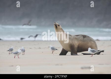 Eine neuseeländische Seelöwe (Phocarctos hookeri) am Strand, eine endemische Meeressäugetierart von Aotearoa. Stockfoto