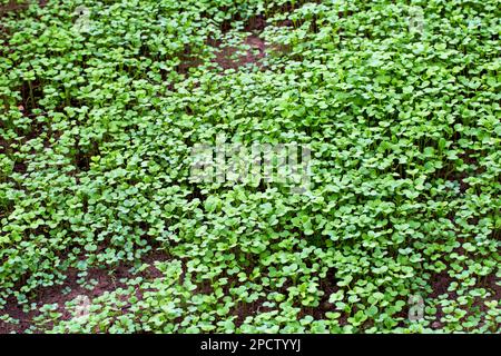 Grüner Pflanzenöl-Rettich. Eine Pflanze, die im Herbst oder Winter in einem Gewächshaus im Boden liegt. Bodendünger, Garten Stockfoto