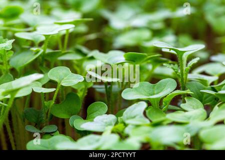 Grüner Pflanzenöl-Rettich. Eine Pflanze, die im Herbst oder Winter in einem Gewächshaus im Boden liegt. Bodendünger, Garten Stockfoto