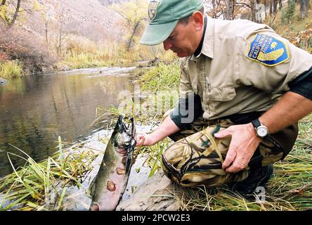 ** FILE ** California Department of Fish and Game fisheries biologist Mark Hampton examines a dead chinook salmon, Nov. 12, 2004, on Bogus Creek, a tributary of the Klamath River near Hornbrook, Calif. A federal appeals court on Thursday, July 6, 2006, upheld rules designed to protect Klamath River fall chinook salmon, rejecting a challenge brought by coastal fishermen whose business has been practically shut down this year. (AP Photo/Jeff Barnard)