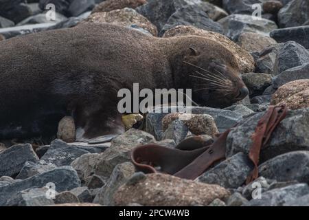 Ein neuseeländischer Seehund, Arctocephalus forerivus, der am Strand nahe Oamaru in Aotearoa schläft. Stockfoto