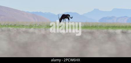 Südliche Namib-Wüste in der Nähe von Sesriem und Sossusvlei, Namibia, Afrika Stockfoto