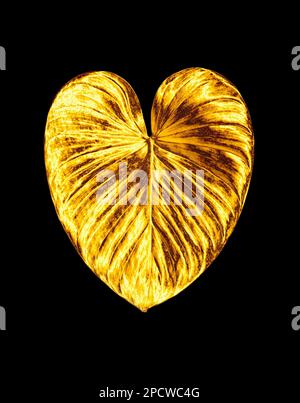 Goldenes herzförmiges Blatt schwarzer Hintergrund isoliert, goldene tropische Blätter, gelbes Metallblatt, Blütenblatt, dekoratives Pflanzendesign-Element Stockfoto