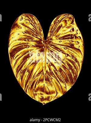 Goldenes Blatt, Wassertropfen schwarzer Hintergrund isolierte Nahaufnahme, Goldblätter, gelbes Metallblatt, Blütenblatt, dekoratives Pflanzendesign Stockfoto