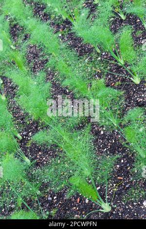 Florenz Fenchel F1 Rondo, VFE12, Foeniculum vulgare, Fenchel-Hybridanbau, Jungpflanzen, die auf einer Gemüseparzelle wachsen Stockfoto