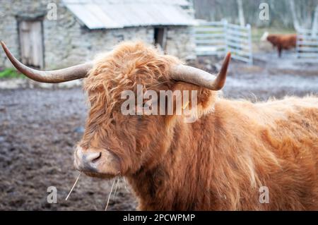 Porträt eines roten schottischen Hochlandviehs. Kuh mit langen welligen Haaren und langen Hörnern Stockfoto