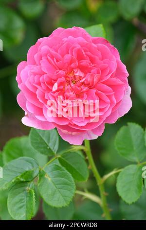 Rosa Prinzessin Anne, rosa Auskitchen, Rose Prinzessin Anne, englischer Strauch Rose, Pink Stockfoto