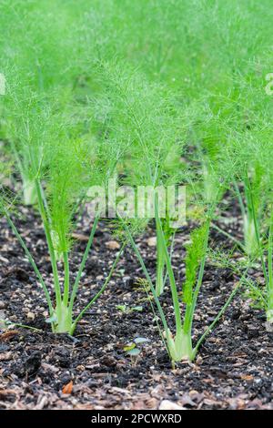 Florenz Fenchel F1 Rondo, VFE12, Foeniculum vulgare, Fenchel-Hybridanbau, Jungpflanzen, die auf einer Gemüseparzelle wachsen Stockfoto