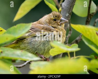 Greenfinch, Carduelis chloris, hoch oben auf einem Ast mit Anzeichen der Finch-Krankheit (Trichomoniasis), Niederlande Stockfoto