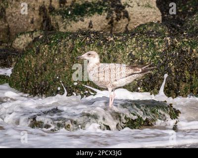 Heringsmull, Larus argentatus, etwa 4-5 Monate alter Jungvogel, der auf Felsen im Hafen von Scheveningen, Niederlande, steht Stockfoto