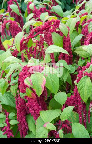 Amaranthus caudatus, Liebeslügen-blutend, jährlich, purpurrot/purpurrote Quasten bestehen aus dicht gepackten Blumen Stockfoto