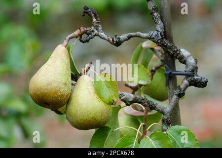 Pyrus Comice, Birne Doyenne du Comice, Birne Comice, Dessertbirnen, die in einem englischen Obstgarten wachsen Stockfoto