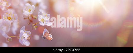 Panoramagestaltung blühender Kirschäste im Frühlingsgarten-Hintergrund mit Kopierraum: Frühlingszeitkonzept Stockfoto