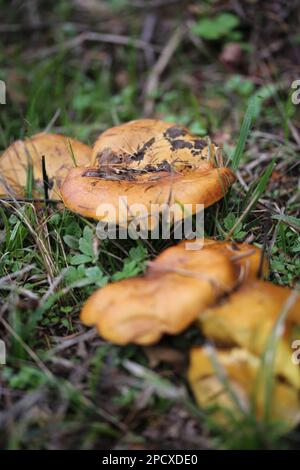 Die kleinen Pilze wachsen zusammen auf einer Wiese Stockfoto