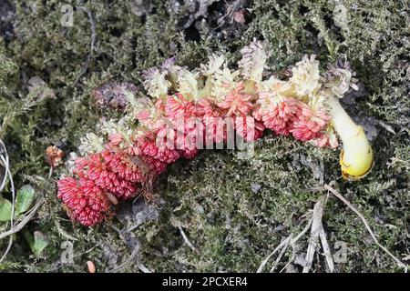 Aspenkatze, Populus tremula Stockfoto