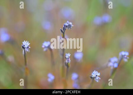 Blaues Skorpiongras, Myosotis stricta, auch bekannt als strenge vergessene, wilde Frühlingsblume aus Finnland Stockfoto