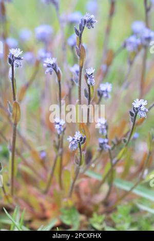 Blaues Skorpiongras, Myosotis stricta, auch bekannt als strenge vergessene, wilde Frühlingsblume aus Finnland Stockfoto