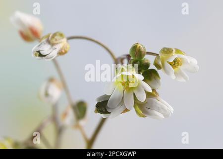 Draba verna, auch Erophila verna genannt, allgemein bekannt als Frühlings-Weißgras, Weißgras, Nagelkraut oder Schattenblume, wilde Frühlingsblume aus Finnland Stockfoto