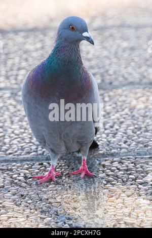 Nahaufnahme einer wunderschönen Taube im Freien auf einem Seitenspaziergang Stockfoto