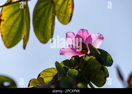 Die rosa Blumen des Bauhinia-Baumes aus der Nähe. Blühender Orchideenbaum in der Sonne Stockfoto