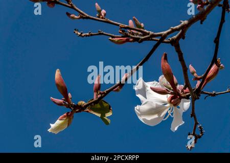 Weiße Blumen des Bauhinia-Baumes aus der Nähe. Blühender Orchideenbaum in der Sonne Stockfoto