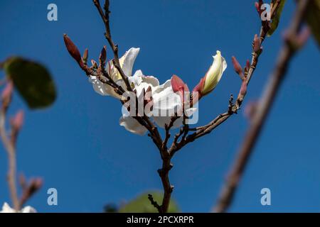 Weiße Blumen des Bauhinia-Baumes aus der Nähe. Blühender Orchideenbaum in der Sonne Stockfoto