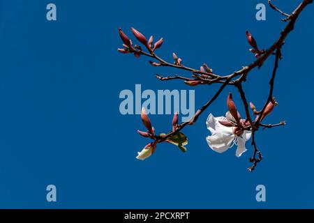 Weiße Blumen des Bauhinia-Baumes aus der Nähe. Blühender Orchideenbaum in der Sonne Stockfoto