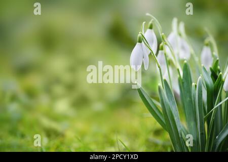 Schneeglöckchen mit weißen Blüten, die im grünen Rasen wachsen, süße Frühlingsläuten, Kopierraum, ausgewählter Fokus, schmale Schärfentiefe Stockfoto