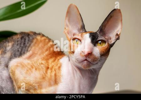 Lustige reinrassige rex-Katze aus der Nähe Stockfoto