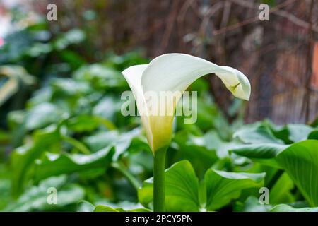 Calla Lilien blühen im Stadtgarten. Die Pflanze Zantedeschia aethiopica Stockfoto