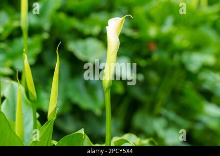 Zantedeschia aethiopica-Blütenknospen im Ziergarten. Weiße Calla-Lilien Stockfoto