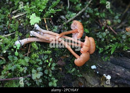 Laccaria laccata, allgemein bekannt als der Verführer oder wachsartige laccaria, wilde Pilze aus Finnland Stockfoto