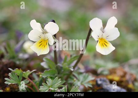 Feldblume, Viola arvensis, wilde Frühlingsblume aus Finnland Stockfoto