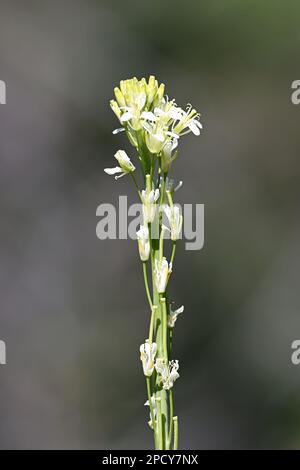 Arabis glabra, auch Turritis glabra genannt, gemeinhin bekannt als Turm Senf oder Turm Felskresse, Wildpflanze aus Finnland Stockfoto