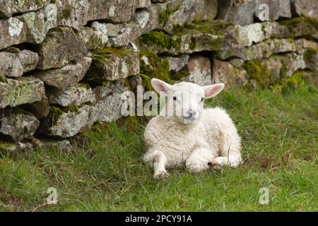 Nahaufnahme eines neugeborenen Lammes im Frühling, das sich hinter einer Dystonwand vor kaltem Wind und Regen hinlegt und nach vorne zeigt. Yorkshire Dales, Stockfoto