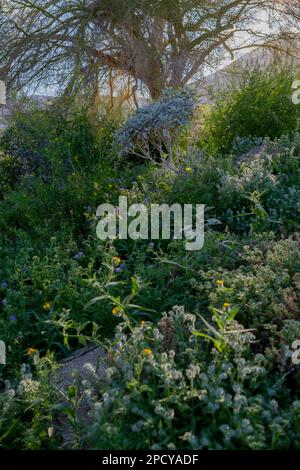 Sonnenlicht strömt durch einen Wüstengarten Stockfoto