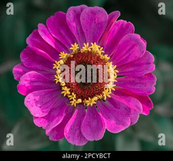 Nahaufnahme einer violetten Zinnia-Blume mit verschwommenem Hintergrund Stockfoto