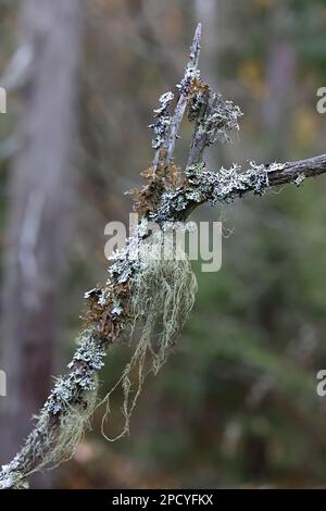 Epiphytische Flechten auf Fichte in Finnland: Usnea filipendula, Hypogymnia physodes und Tuckermannopsis chlorophylla Stockfoto