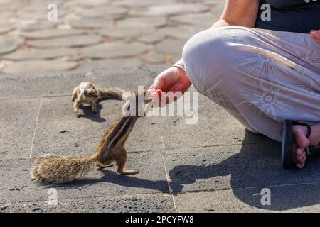 Chipmunk ist eine süße Attraktion auf Fuerteventura, Kanarische Insel Stockfoto