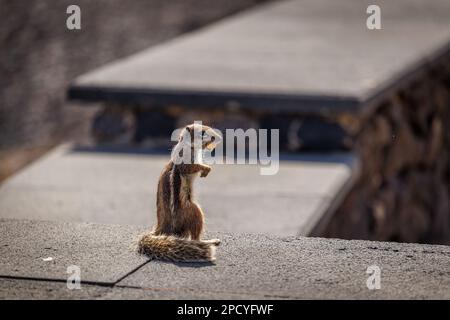 Chipmunk ist eine süße Attraktion auf Fuerteventura, Kanarische Insel Stockfoto