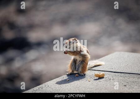 Chipmunk ist eine süße Attraktion auf Fuerteventura, Kanarische Insel Stockfoto