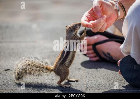 Chipmunk ist eine süße Attraktion auf Fuerteventura, Kanarische Insel Stockfoto