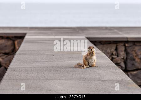 Chipmunk ist eine süße Attraktion auf Fuerteventura, Kanarische Insel Stockfoto