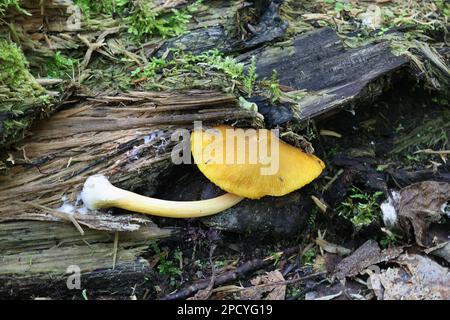 Pluteus leoninus, bekannt als der Löwenschild, wilder Pilz aus Finnland Stockfoto