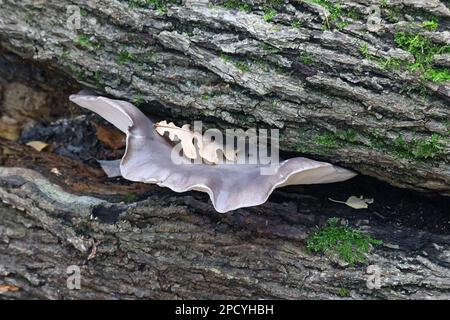 Pleurotus ostreatus, bekannt als Perlmutt-Austernpilz oder Baum-Austernpilz, wilde Speisepilze aus Finnland Stockfoto